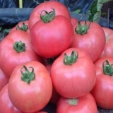 Paradajz tretyakovskiye: opis sorte, prinos